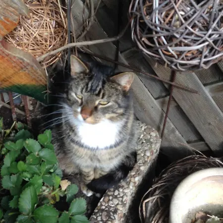 Schaefchenwolke Auf Dem Bauernhof