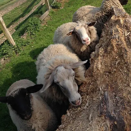Schaefchenwolke Auf Dem Bauernhof *