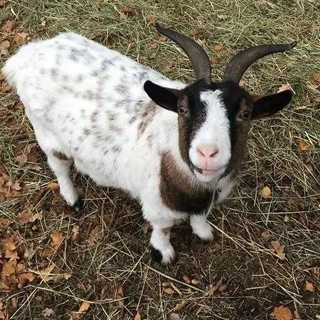 Schaefchenwolke Auf Dem Bauernhof Lantgård *